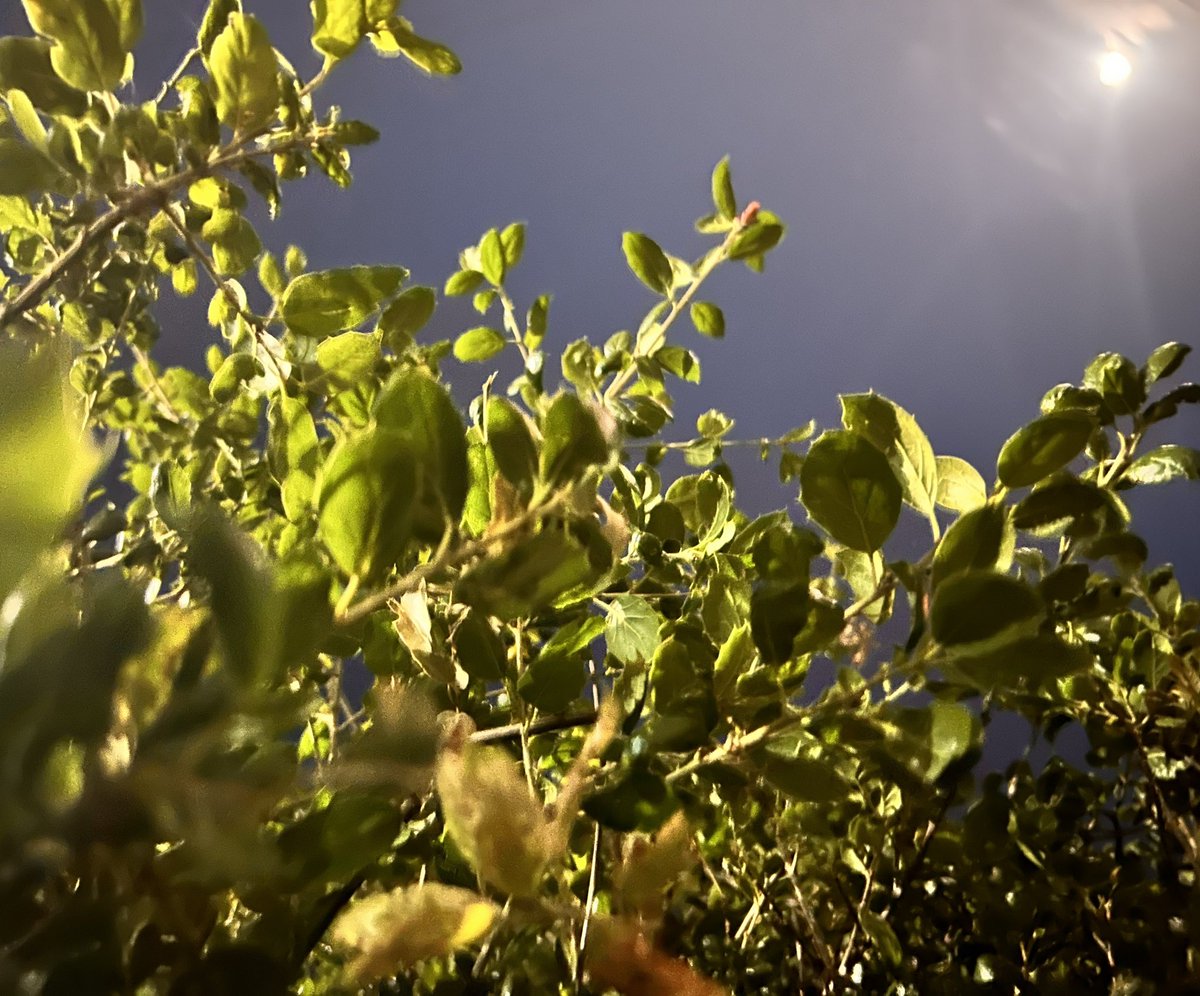 Doobeh_C's tweet photo. #JuniO3
Aún no sube,
me roza arisca;
desesperado.
🍷
Desesperado;
uno a cuatro milímetros;
tu luna al fuego.
#TintoPareado🍷
#SocioVersos🍃
#MonologíaBreve🕸️ https://t.co/MXa70NeMQz