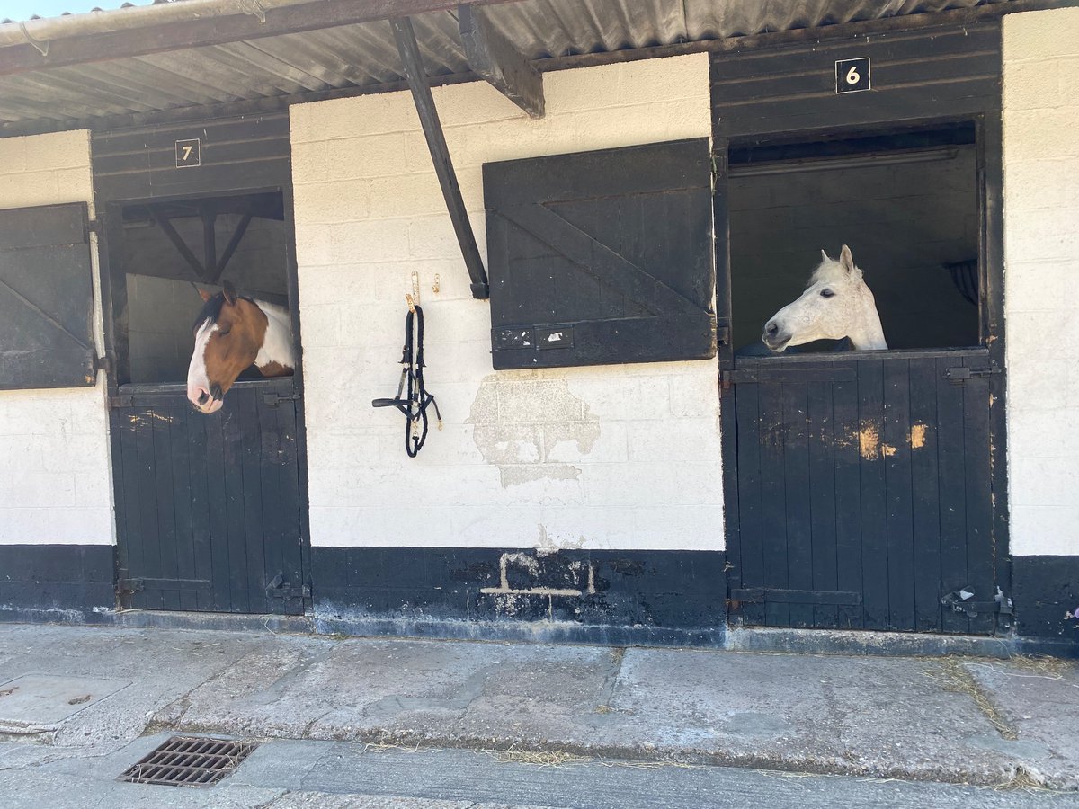 PonyComp's tweet image. Wonderful ponies both won their classes today at PC Area dressage. Off to the champs in August @FibreBeet @TeamTurmeric #fedonfibrebeet #feedsmart #cookedlinseed #changinglivesnaturally #speedibeetteam