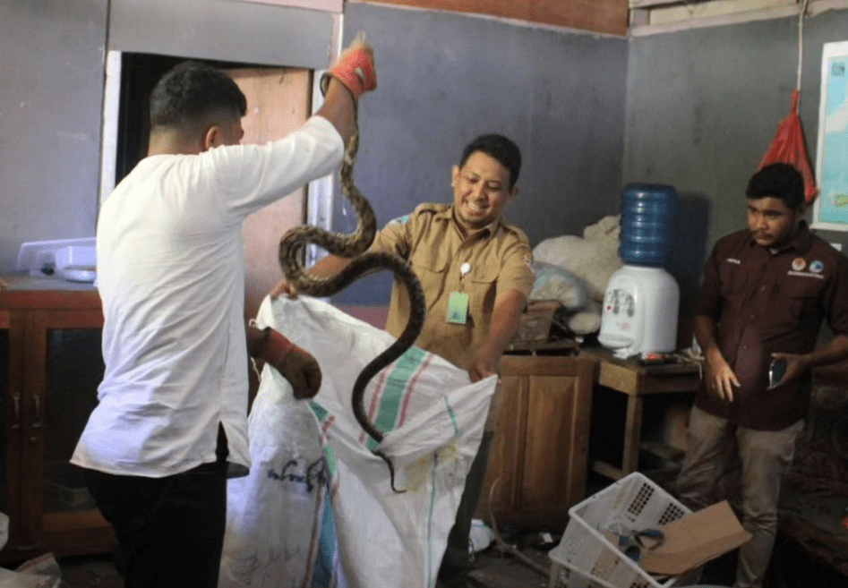 gardaanimalia's tweet photo. Didatangi BKSDA, Pemilik Gudang Berisi Reptil Dilindungi Kabur #biawakmaluku #Hydrosaurusweberi #kadalpanana #Malayopythonreticulatus #soalayar #Tiliquagigas #ularsancakembang #Varanusindicus

https://t.co/bwq1lwKJ3E https://t.co/55xJ9l2iEb