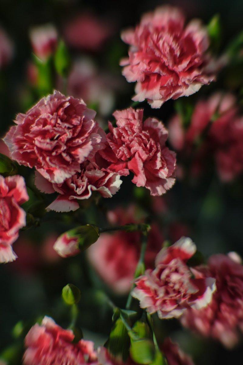 TheBestLoaf's tweet photo. Some flowers I photographed recently 😌🌻🌷 https://t.co/J4sQd8DwG6