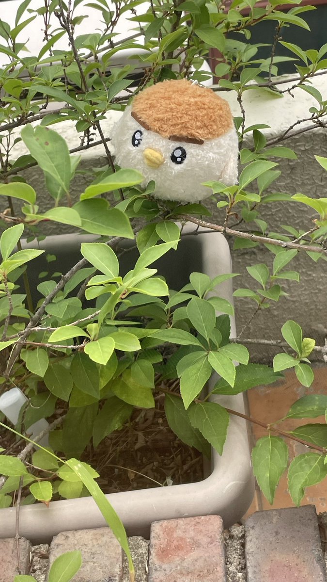 피크닉 가고싶은 참참이🍀