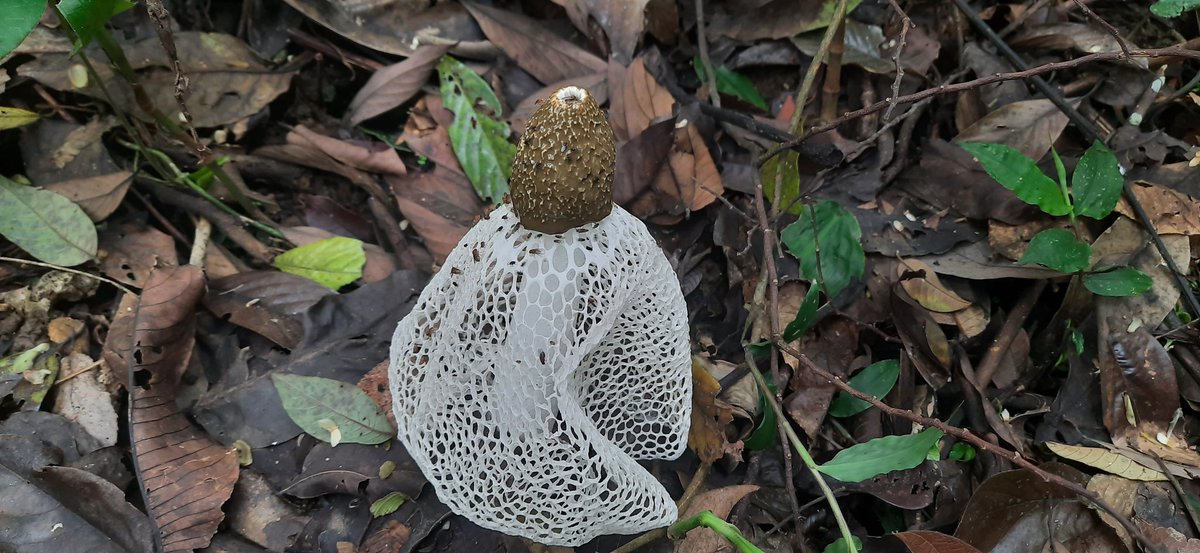 Himanshu Lad tweet media