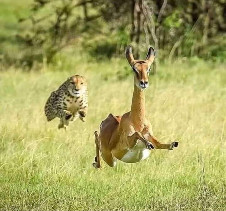 Cheetah: Give us our daily bread
Antelope: Deliver us from evil.😂