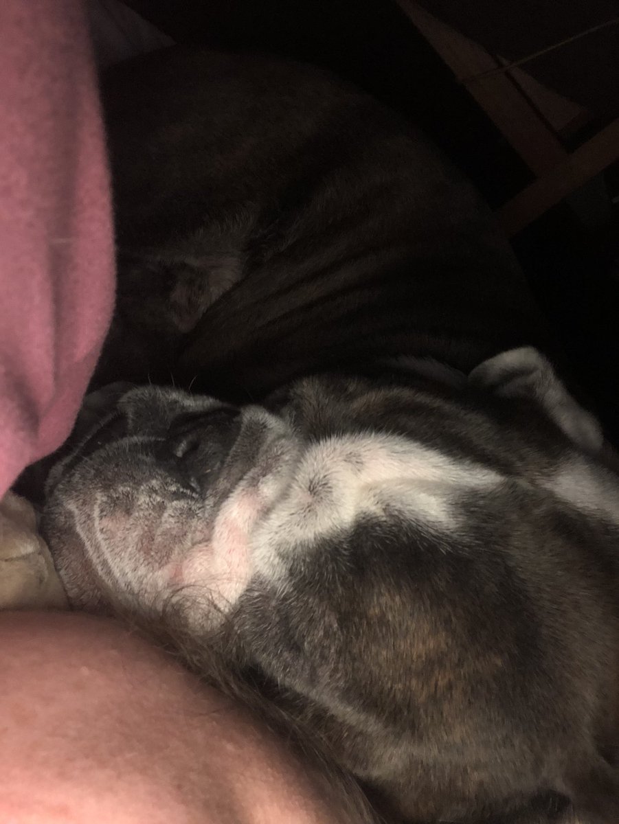 Weekend movie night snuggles with mom.
#BulldogLife #DogsOfTwitter