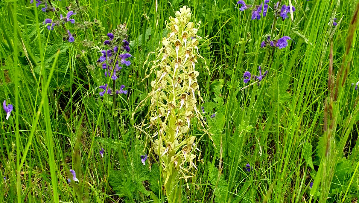 Wandersleute aufgepasst! Um die Leuchtenburg herum ist die Natur auf ganz besondere Art zu erleben. Alles grünt und blüht! Ganz besonders schön sind die vielen Orchideen. Habt ihr sie schon entdeckt! ⁠