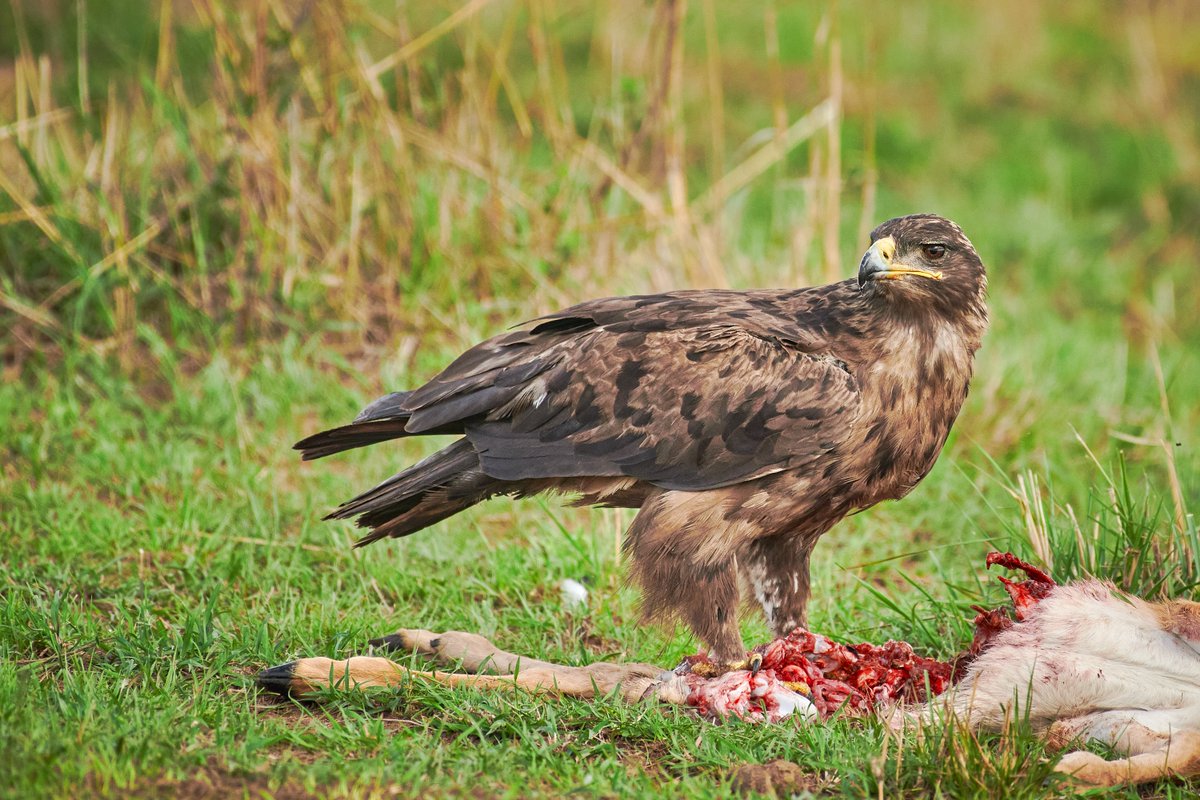 Steppe eagle with a meal | Masai Mara | Kenya
.
.
.
.
.
#birdsoftheworld #vogel #bownaankmal #africabirds #wildlifetrust #raw_birds #planetearth #nikonwildlife #waowafrica #bestbirdshots #wildlifeonearth #nikonD850 #safariworld #yourshotphotographer #birdofprey #bestbirdshot…