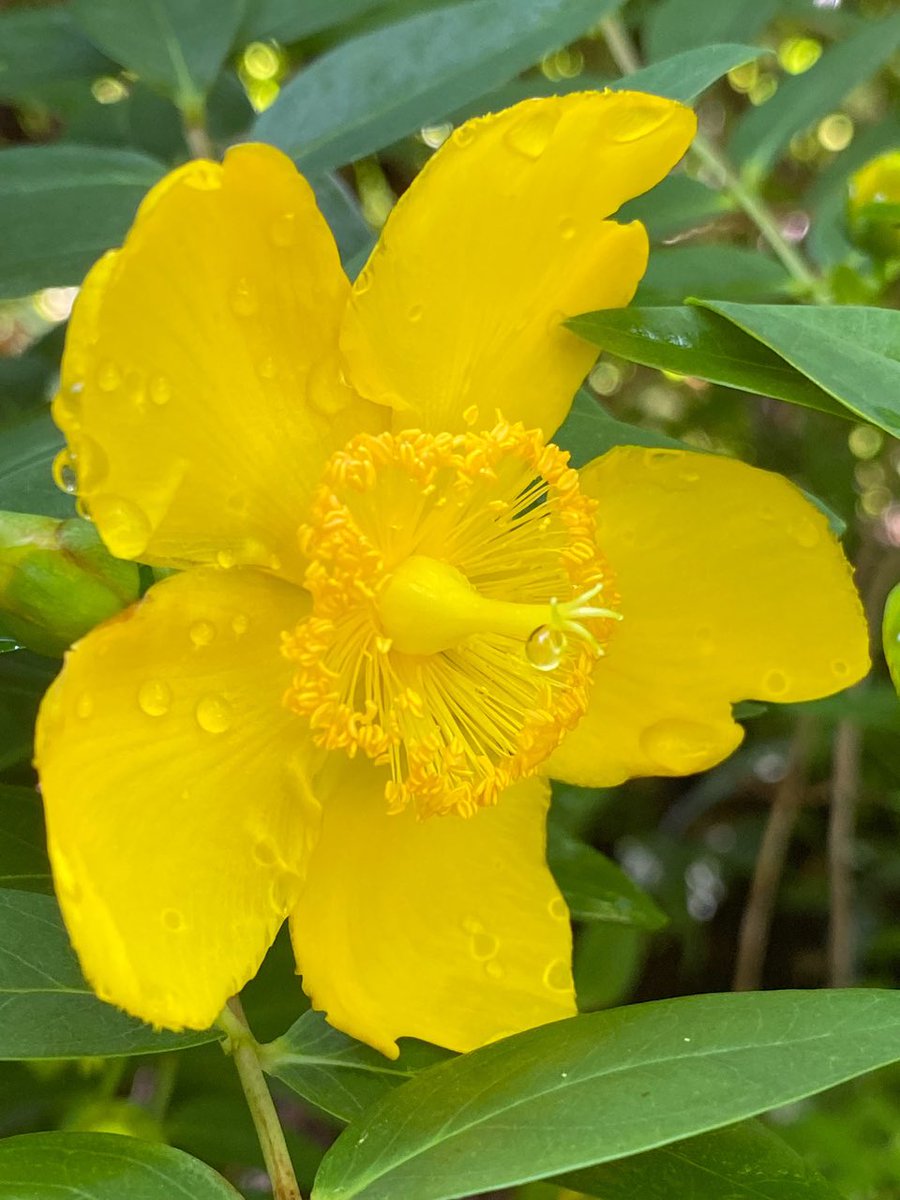 quasimuto's tweet image. Happy  #SundayYellow after heavy rain…

#Hypericum #キンシバイ