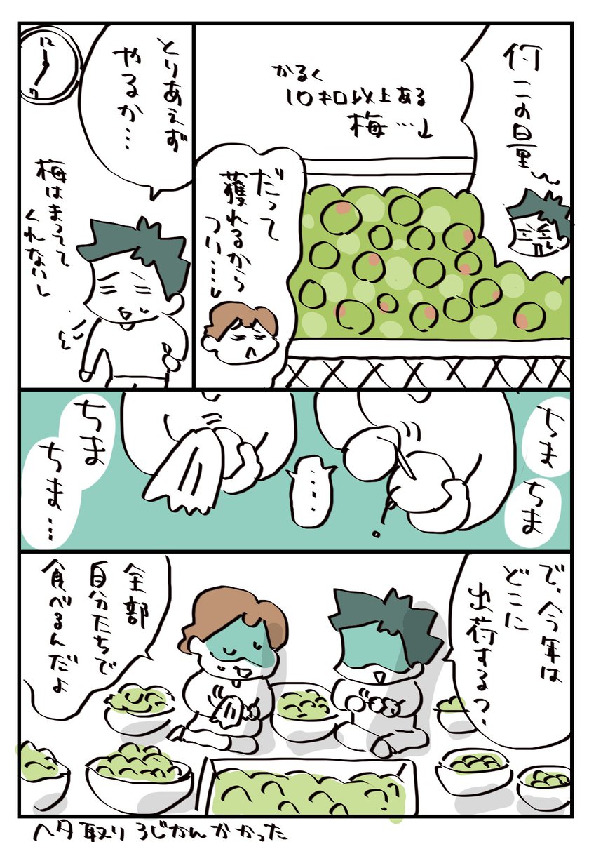 【梅仕事あるある】獲りすぎる(再掲)#漫画が読めるハッシュタグ