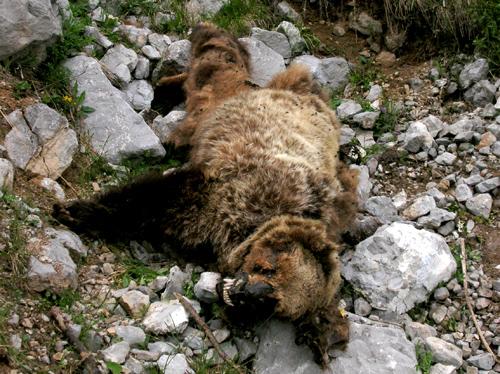 Chi è veramente quest'ennesimo orso trovato morto in Trentino? 
bit.ly/3MS5NoU

#orsi #trentino #fugatti #mj5 #jj4 #m49