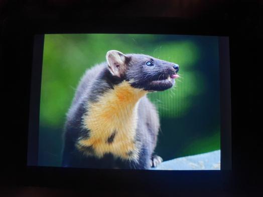 Josh Phangurha tweet media