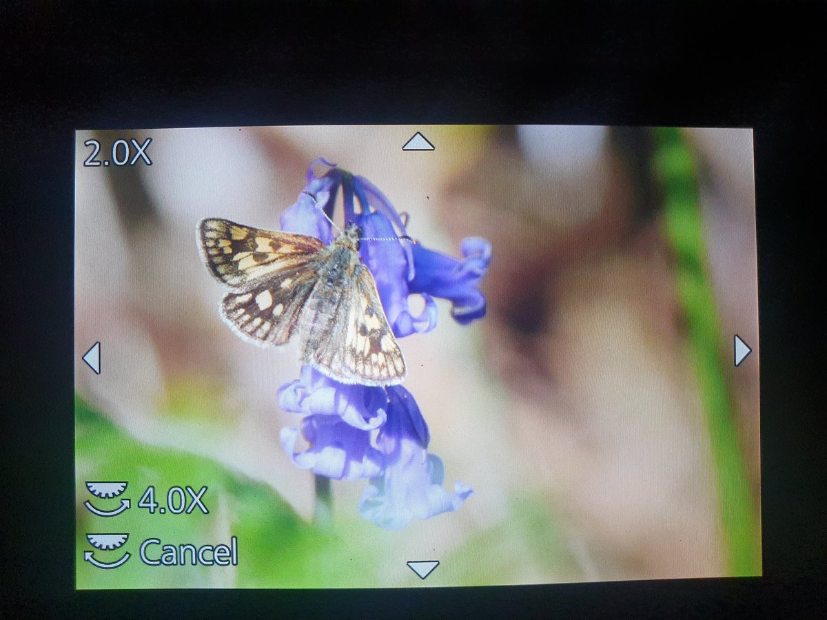 Josh Phangurha tweet media