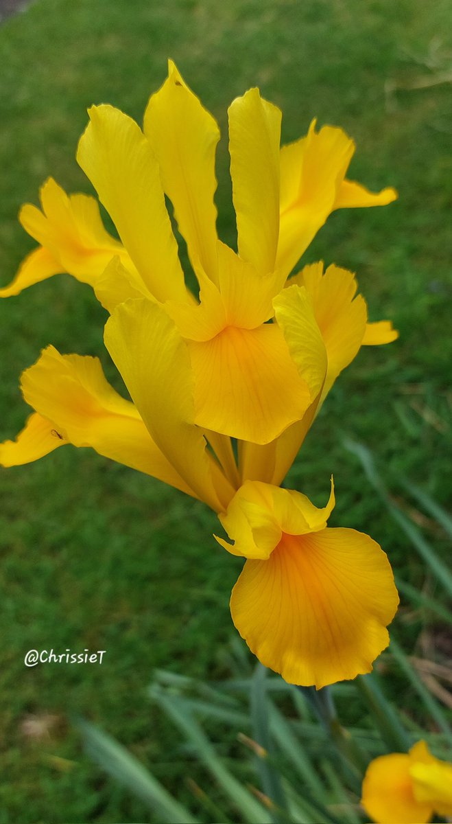 ChrissieT1894's tweet photo. Good morning #SundayYellow
๐๐ฟ๐๐ฟ Hope you all have a good Sunday ๐๐ฟ๐๐ฟ
#DutchIris #Flowers #MyGarden #Gardening https://t.co/yrIbD7JNPV