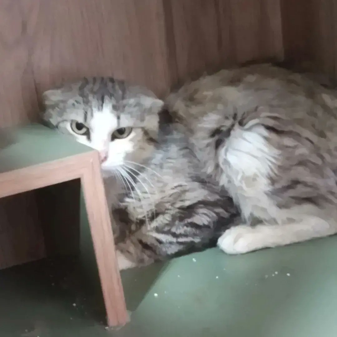 klinik gideri eksiğimiz :5920tl, 
Ve Çakıl yine klinikte ,
az çok demeden destek olurmusunuz? 
Klinik ıban için DM 

Paypal : tuncer.ecem@gmail.com

Bahçedeki kedi nüfusunu doyurabilmem için kumbara linkimiz:
mamadestegi.com/toprak-ana
Yada kumbara ıbanı için DM