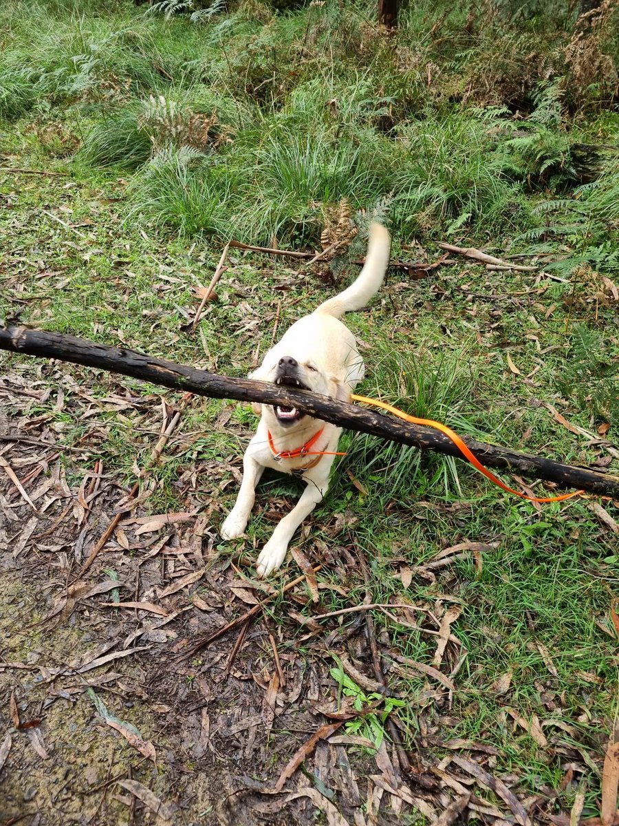 Broad-toothed rat field work break, Bubba Moss style. No stick is too big - believe in yourself! #conservationdog