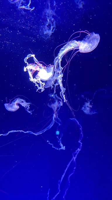 えのすい行って来た!! 久しぶりの水族館でテンション上がっちゃった。