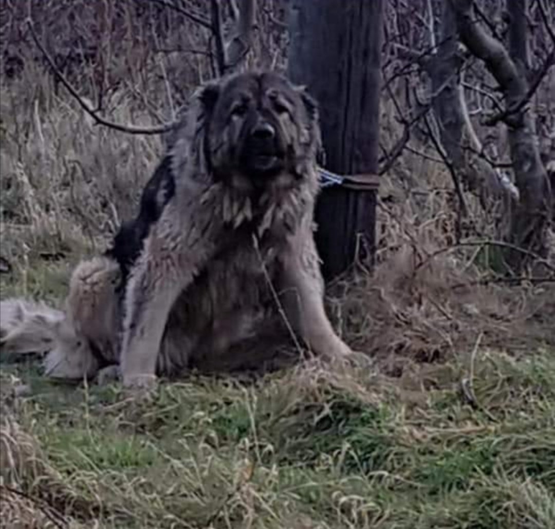rockysarmyvbsl's tweet photo. How Many dogs need to die before we become one voice for them all.

For those attending a #vigil today #justiceformarshallandmillions
Light your candles and Remember them all.

The fatal shooting of two dogs, Marshall and Millions this year. 

In 2018. An abandoned Caucasian Shepherd dog, dubbed ‘Angel’, was shot dead by police when she was left tethered to a pole, prompting national outrage.

In 2017. Tyson a 10 month old pitbull was set on fire by police whilst being seized. Because officers used equipment they had not been fully trained in the use of. 

Lucy the 5 year old Great Dane was found dead in police approved kennels. Her family were not even told until almost 4 weeks later and have never had an explanation of why it happened. 

Desel the 3 year old Akita was rushed from police approved kennels to a vet and euthanised as nothing could be done to save him. It took the police 6 days to inform his family 

Esco a 3 year old XL Bully was retaken from his police approved kennels to a vet for the 2nd time and euthanised because he was in so much pain. It took the police 7 days to tell his family. 

Nia and Thor two suspected pitbulls were destroyed after a relative wrongly signed paperwork to surrender ownership. They were only 2 years old.

These are just a few of the horror stories of dogs needlessly dying because the dangerous dogs act is so badly written with very little guidance on instruction for the police or because of poor police training in equipment they are issued. 

TIME FOR CHANGE 
TIME TO BE THEIR VOICE
TIME FOR THEIR JUSTICE 

SIGN THE PETITION
https://t.co/M8BCirUn0x