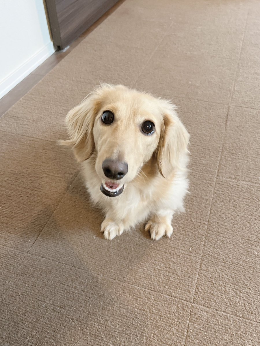 nono01041's tweet photo. 本日のお散歩🐶チワワのお友達にも会えて上機嫌でした🐾🥰 https://t.co/V2m5bZ7IBC