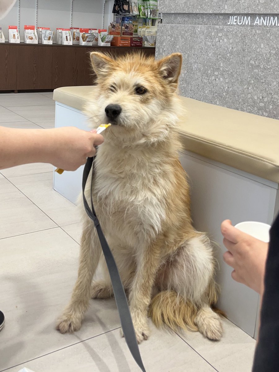 열어분 잘부탁합니다. 4-5살이라고 했는데 치아상태로 봐선 4살까지 먹었을 수 없을 거 가태오. 겁쟁이지만 목욕도 병원진료도 입질은 커녕 으르렁 한 번 업시 완료 해써오. 피 빵빵 뽑았는데 보리 완죠니 건강맨이래오. 임보집에 잘 먹고 잘 자고 공부도 하고 이쓸 거에오. 우리 가조기 얼렁 와오.