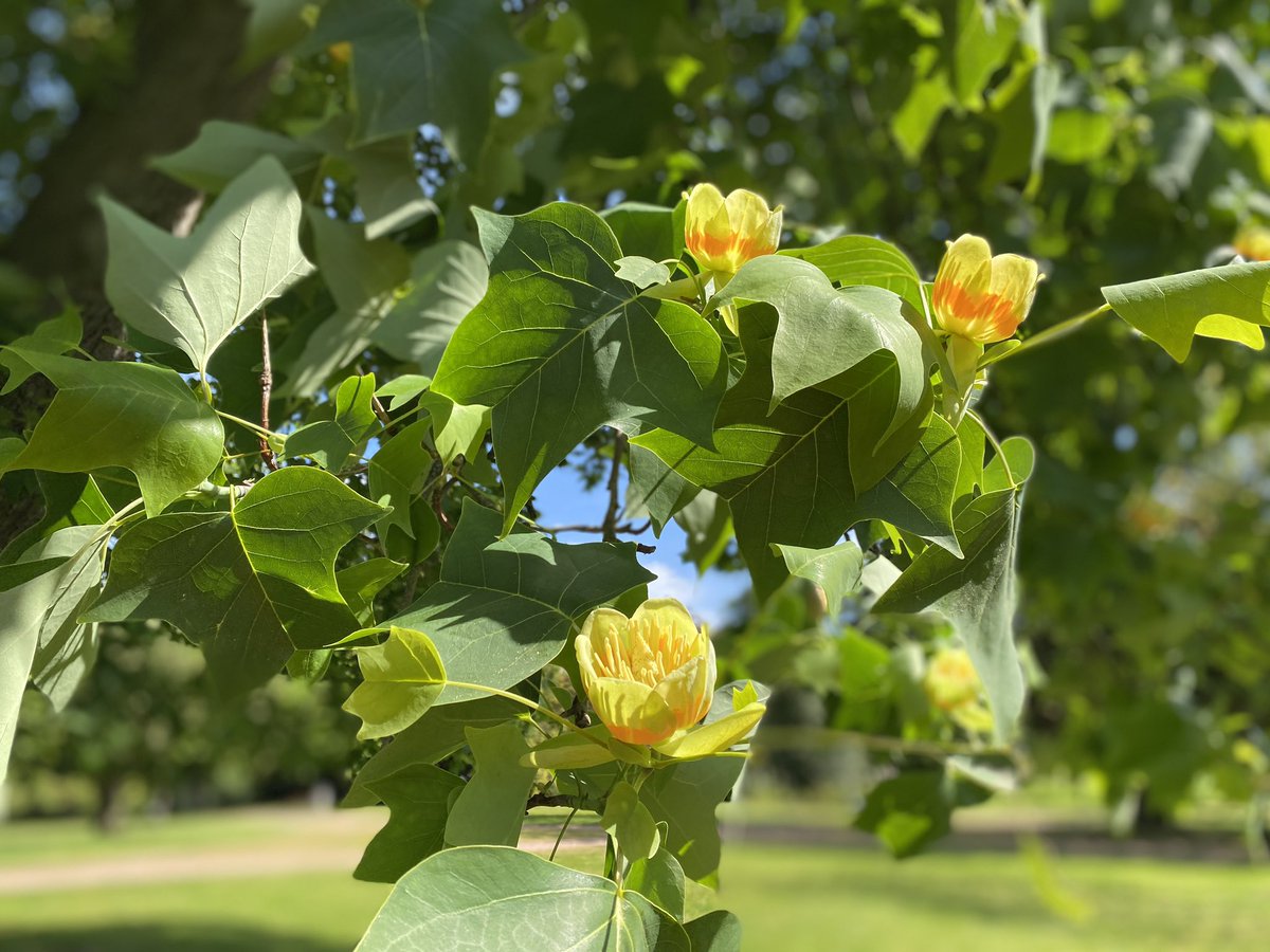 TruusWijnen's tweet photo. Goedemorgen
Groeten uit het Kalheupinkpark @
Oldenzaal
#langshetfietspad #gisteren #dichtbijDeLutte #EngelseTuin #bankje #IrisLeRรผtte #Tulpenboom #Liriodendrontulipifera https://t.co/zk4MiZ6wgp