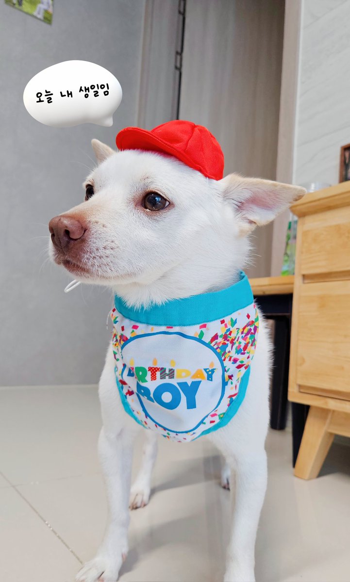 목화가 벌써 일곱쨜 아가라고?🫢
🎉🎉HBD🎉🎉