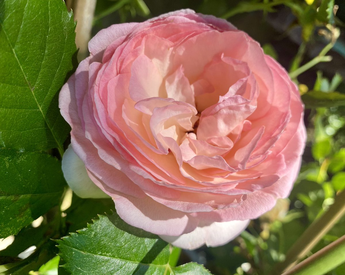 Bonne fête Maman 💕🌸 
#angers #battleflowers