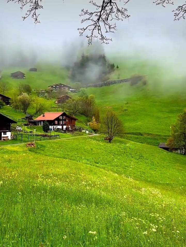 Bir Giresun yaylası yağmur ve yeşiliyle....