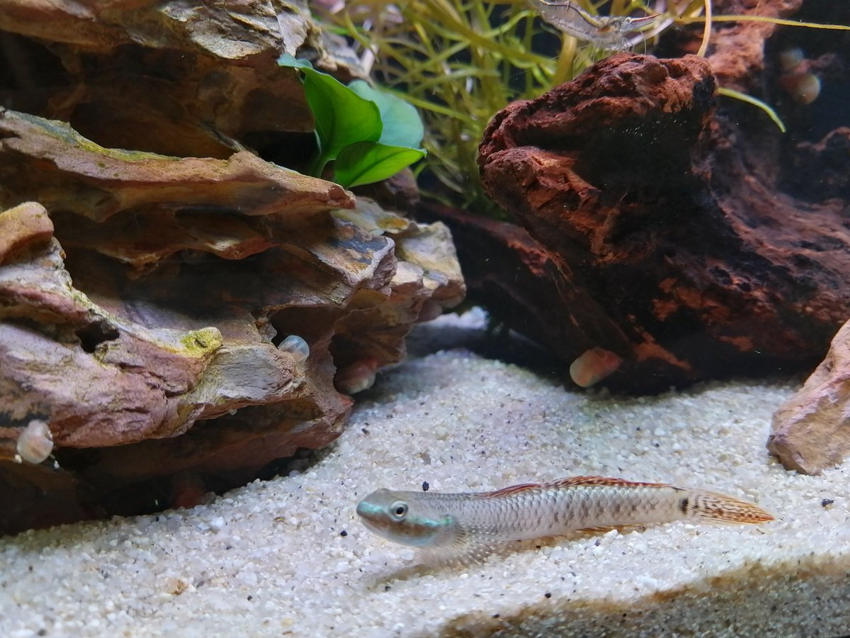 JapanLifeTV's tweet image. Ich habe mir heute ein paar Neongrundeln angeschafft. Die kleinen Kerle sehen wirklich lustig aus. Sehr interessante Fische. 🤩