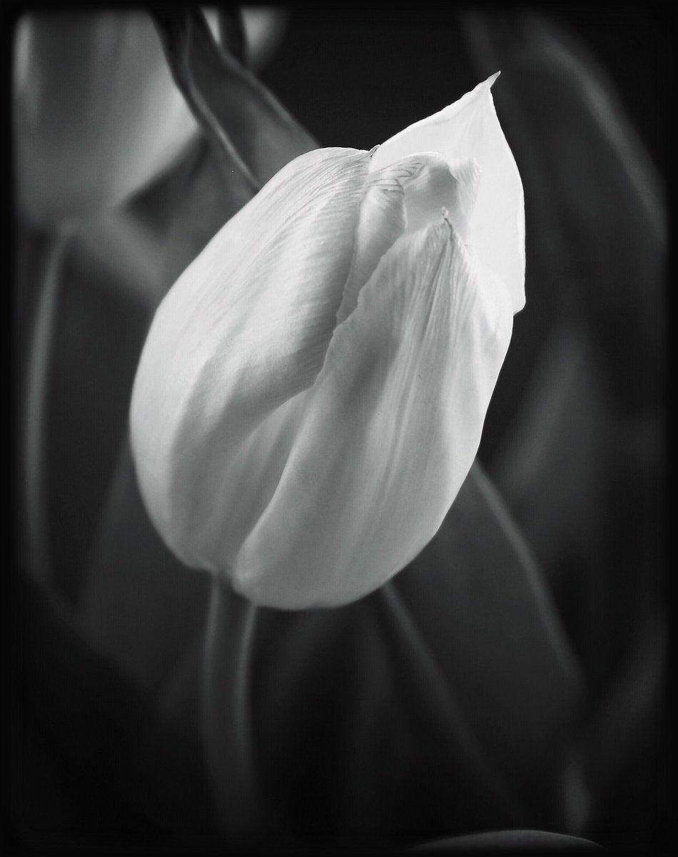 🤍... until the end of time ...🤍 #tulip #flower #flora #closeup #macro #stilllife #studiostill #blackandwhite #monochrome #mood #atmosphere #silence #serenity #peace #magic #spell #dream #beauty #secret #life #love #imagination #symbol