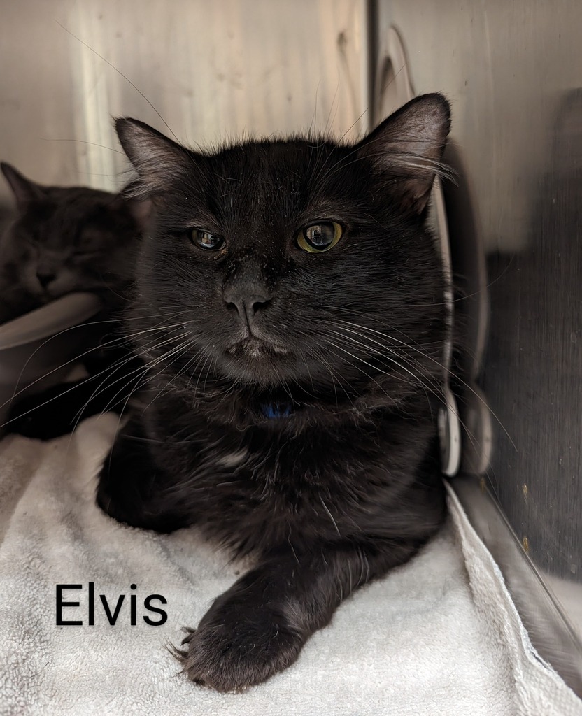 This is Elvis

ID  645036
Date Acquired: 5/23/2023
How Acquired: stray 
Adoptable on: 5/30/2023
Cage: 695
Age: 6 years
Gender:  neutered male
Color:  black/white
Tail: long
Health: good 
Temper: sweet

Cobb County Animal Services is located at:
1060 Al B… ift.tt/PzraeLS