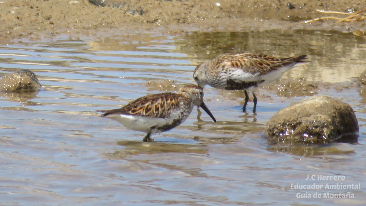 🌸 Barrilla (Mesembryanthemum crystallinum)
🐦 Correlimos común (Calidris alpina)

Un día maravilloso en la naturaleza 🌱🌵🏝 🙌

#EducadorAmbiental #GuíaOrnitológico #GuíadeMontaña #Tenerife #EducaciónAmbiental #SenderismoTenerife