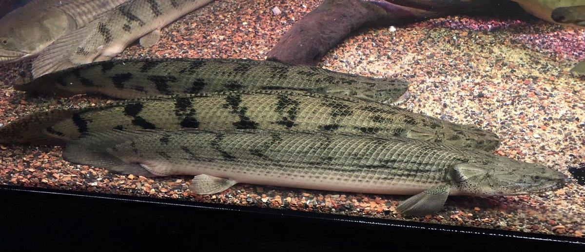 AncientHao's tweet image. Lake Tanganyika congicus (Giselas) #bichir  #polypterus