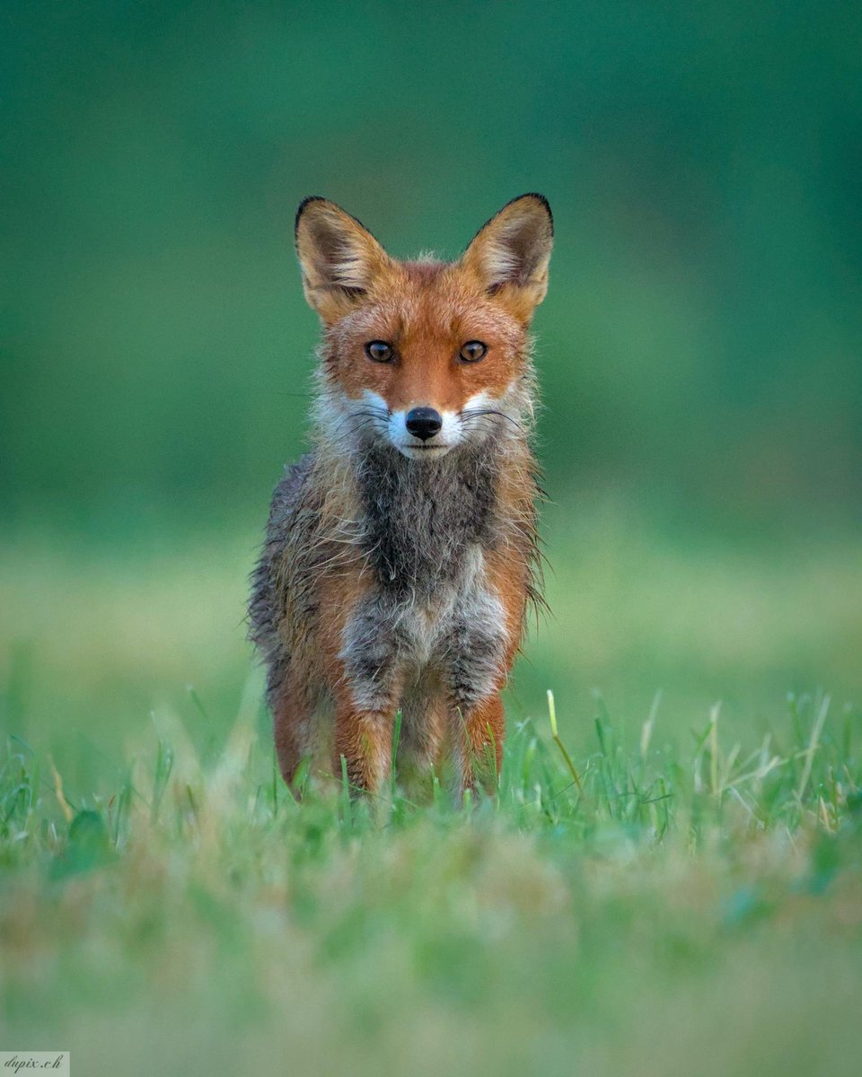 Erster Fuchs heute - noch vor Sonnenaufgang😊
 #wildlifephotography