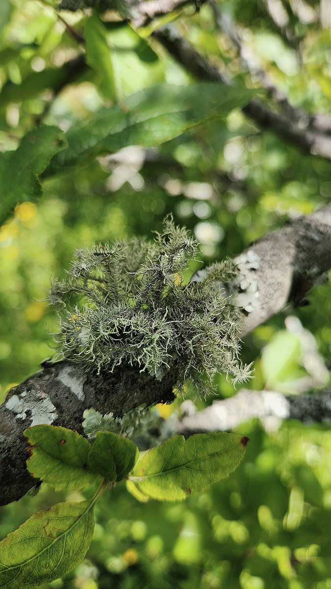 Lichens at our place.
#lichens #permaculture #organicfarming #pureair #lichen #savetheplanet