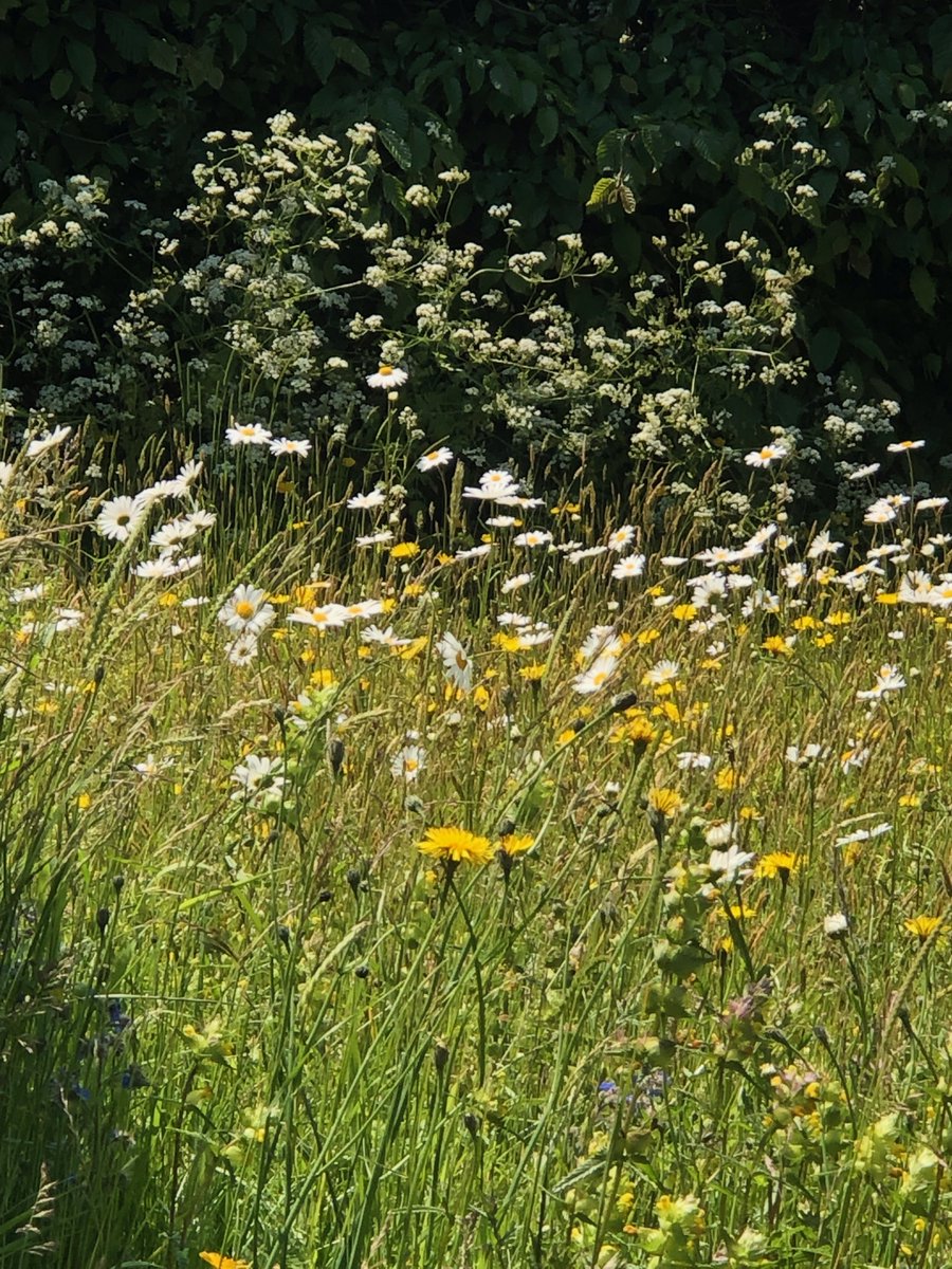 ChiddinglyRob's tweet image. second &apos;proper&apos; summer since October 2020 conversion to a wild flower meadow - could do with a broader palette of colours, but heading in the right direction...🟡⚪️