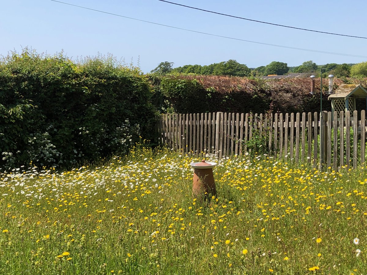 ChiddinglyRob's tweet image. second &apos;proper&apos; summer since October 2020 conversion to a wild flower meadow - could do with a broader palette of colours, but heading in the right direction...🟡⚪️
