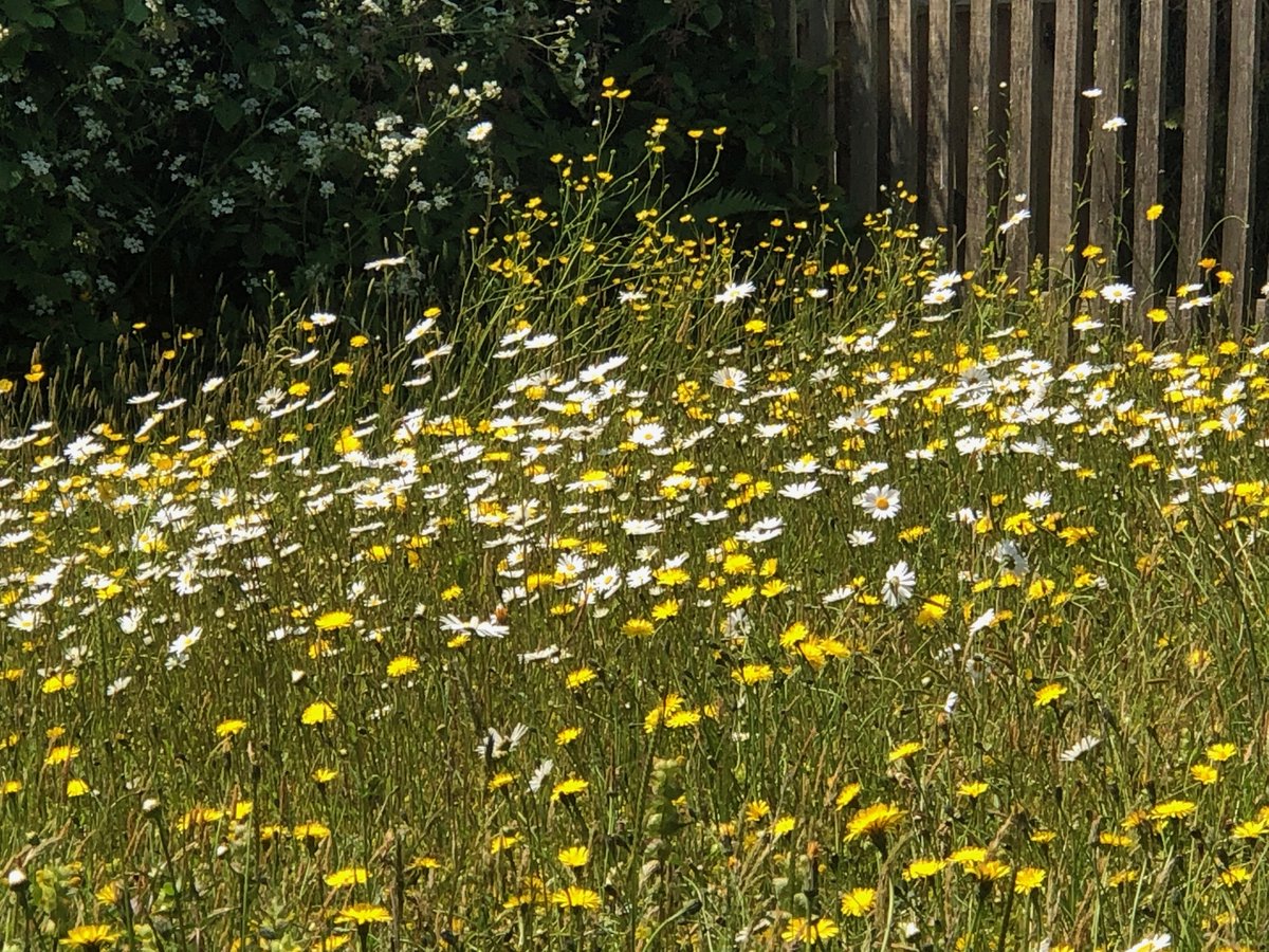ChiddinglyRob's tweet image. second &apos;proper&apos; summer since October 2020 conversion to a wild flower meadow - could do with a broader palette of colours, but heading in the right direction...🟡⚪️