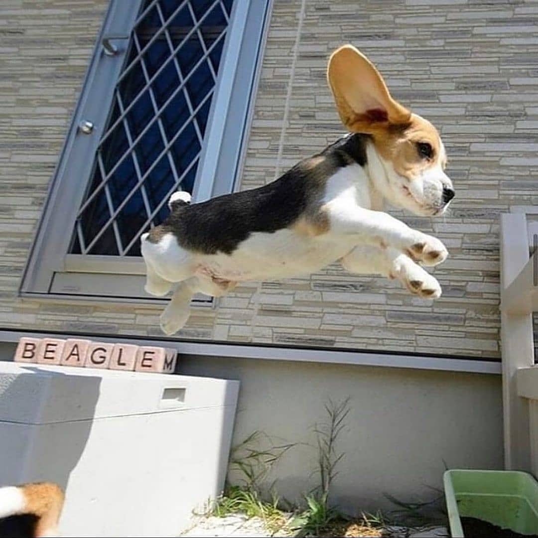 Did you know beagles can fly? 🐶❤
#beagle