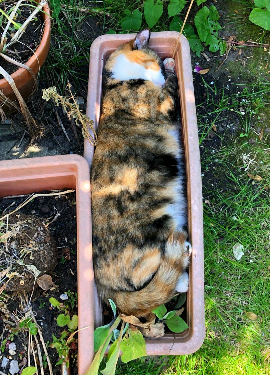 Been doing some gardening, just planted my cat...