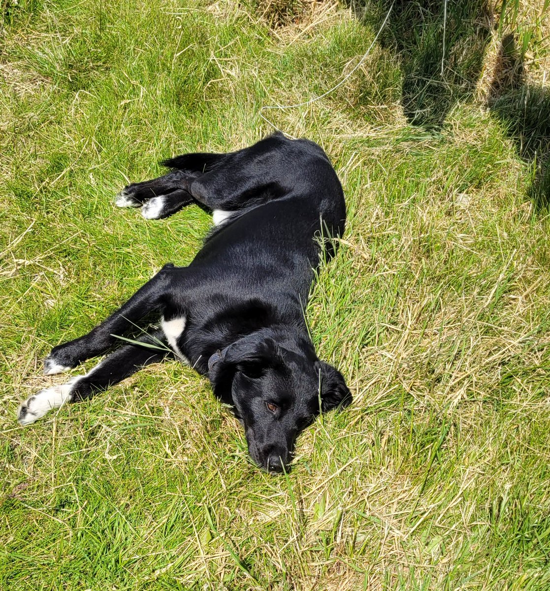 thenozo's tweet photo. Sunbathing for the Birthday boy. #3today https://t.co/bwkXwTfLvm