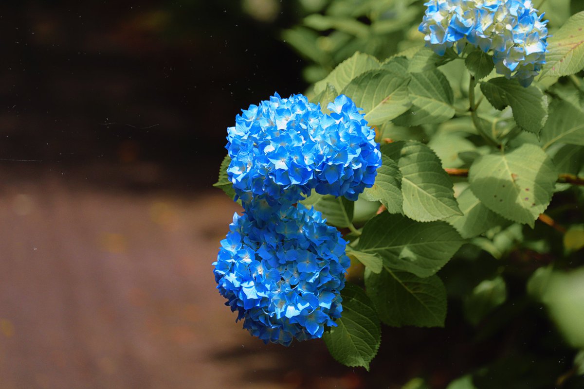 Dai75816847's tweet photo. みんな違うけど、みんないい

#一瞬のときめきを永遠に #その瞬間を残したい #写真で語る私の世界 #写真好きな人と繋がりたい #額装のない写真展 #写真好きな人と繋がりたい #写真撮ってる人と繋がりたい #カメラのある生活 #誰かに見せたい景色 #写真で奏でる私の世界 #その瞬間を残したい #lumix https://t.co/48qmpt1fez