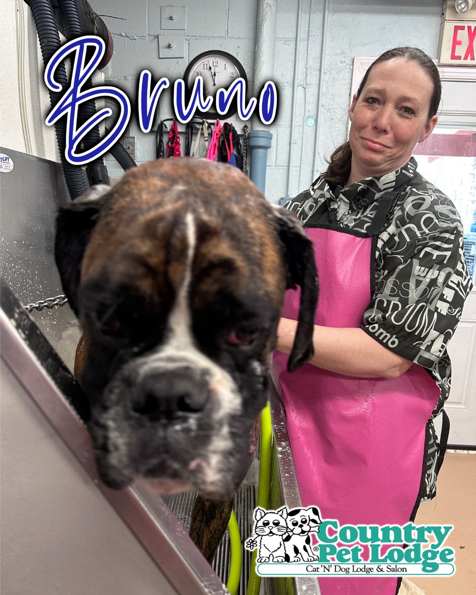 CountryPetLodge's tweet photo. Splish splash, Bruno's takin' a bath! 🐾💦🛁 He's a natural water enthusiast, enjoying every bubble and suds! 🐶❤️ Who says baths can't be fun? #Bruno #BoxerBathtime #CleanAndHappy #BrunoTheBubblyBoxer #LifeIsBetterWithBubbles #CountryPetLodgeAndSalon https://t.co/Zag1gEjbNC