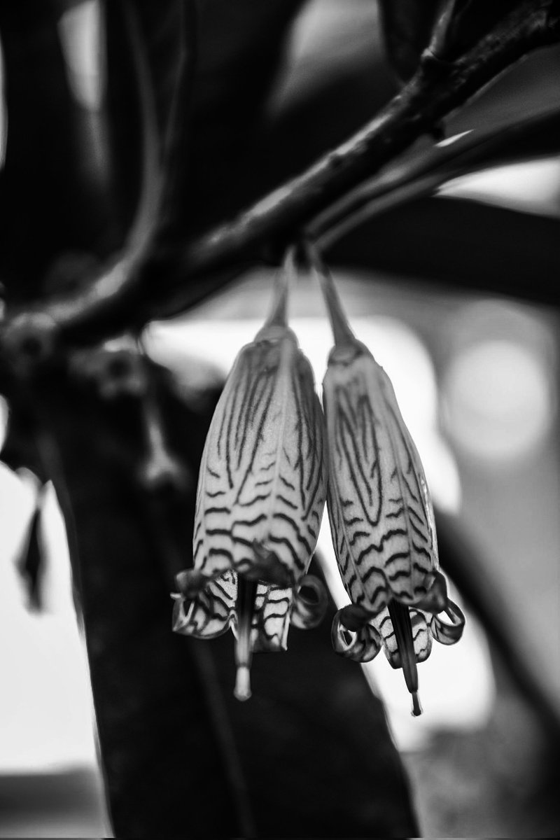 Agapetes burmanica
#photo #photography #flowerphoto #flowerphotography #plantphoto #plantphotography #nikon #sigmalens #monochrome #blackandwhite