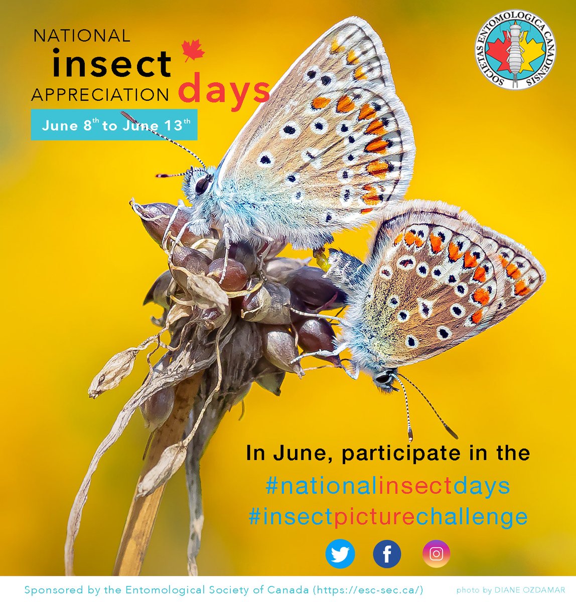 NAIAD (National Insect Appreciation Day) is coming up! esc-sec.ca/entomology-res…