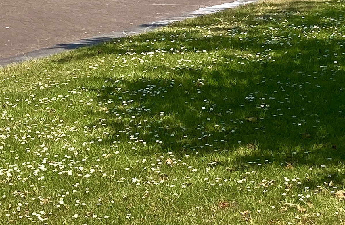 ol2016's tweet image. De nationale bloem het #madeliefje! Dit jaar  heb ik zo’n 10.000 zaadjes uitgestrooid op het kale grasveldje voor mijn deur. Mooi bloementapijtje geworden. De gemeente maait en ik zaai. 😀 #lansingerland @nos #bijen  Te koop bij #vreekenzaden in #dordrecht