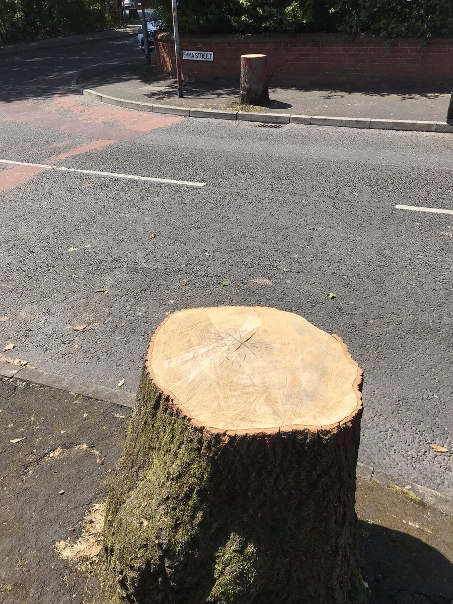 Two more mature trees felled next to @StEdmundsRoch .

This is one of the nicest areas round here specifically because of the beautiful trees.

They are gone forever, @RochdaleCouncil should be ashamed.

@CllrFaisalRana @CllrIramfaisal @AmberUnnisa1 what do you think about this?