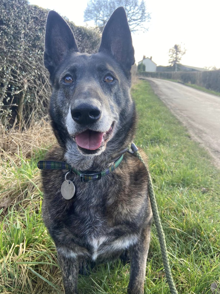 Tilly is 8yrs old and she has been with us since Feb 19, Tilly can live with older kids but she is a determined girl who knows her own mind so will need firm boundaries in the home 
#dogs #GermanShepherd #Cheshire
gsrelite.co.uk/tilly/