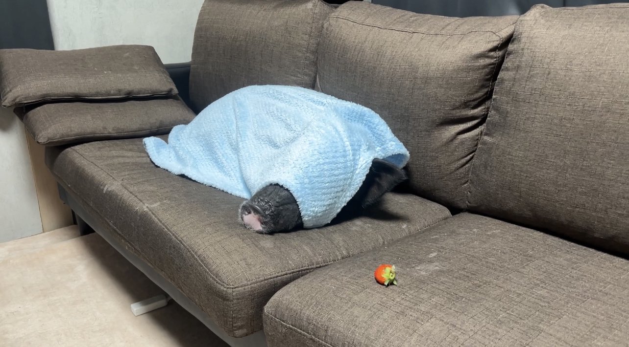 ぶひまる ぶひまる (@buhimaru_pig) / X