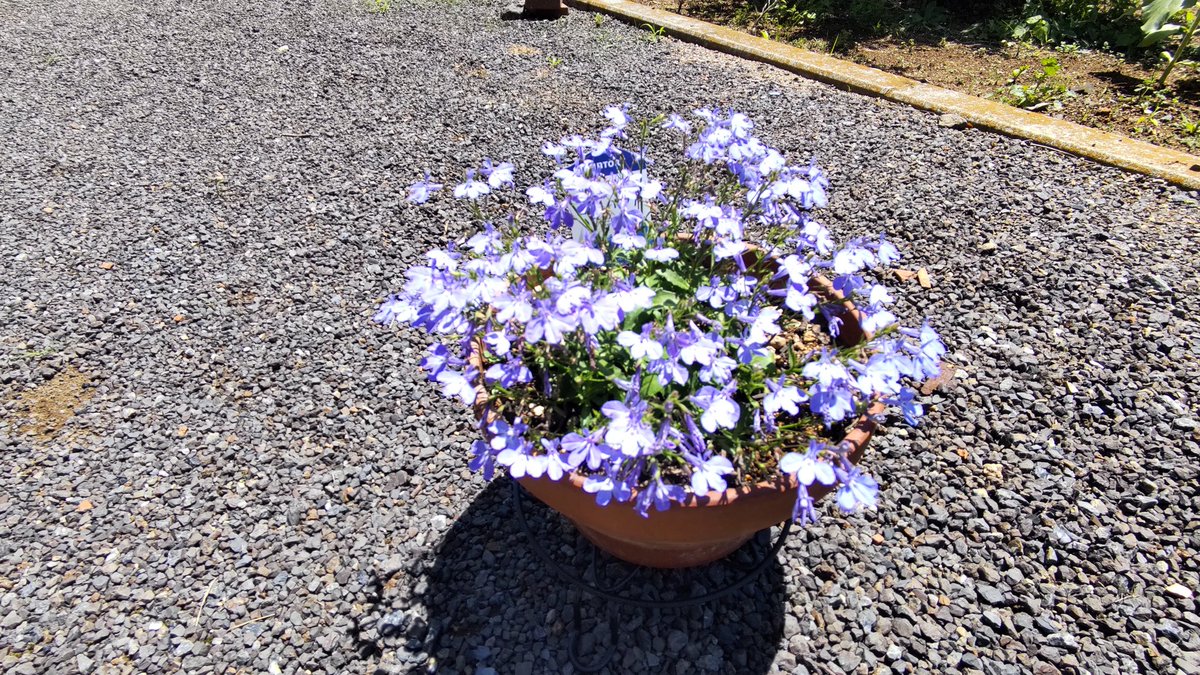 N_STYLE_2007's tweet photo. #家庭菜園
#週一菜園
#週一ガーデニング

じゃがいもの試し掘りしてみましたが今年は失敗の予感・・・あきらかに小さい・・・
夏野菜の畝には気休めにマリーゴールドを植えてみました。
鉢植えのロベリアは可愛すぎます。
畝に植えなかったマリーゴールドは空いてるところに植えてみました。 https://t.co/xCbA45hTFR
