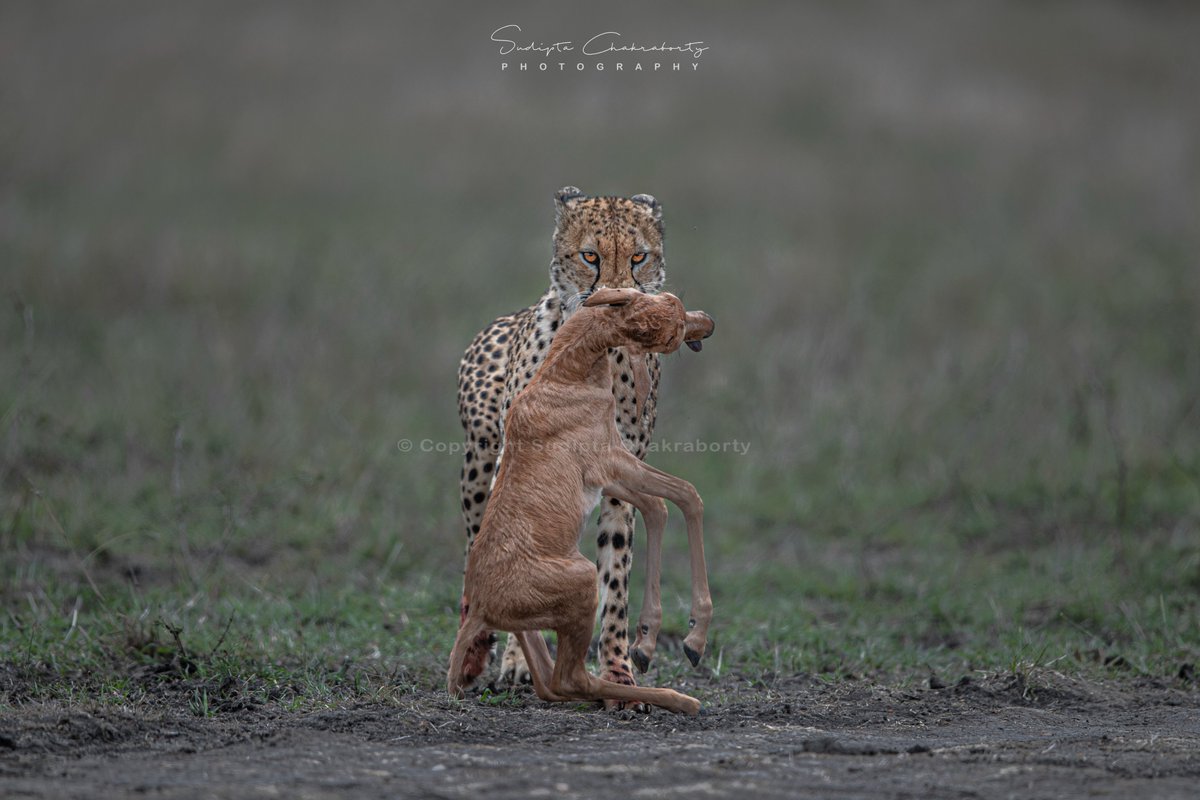 | Cheetah & Topi baby |    Baby is still alive !

Masaimara, Kenya
#NGTIndia #CanonPhotography #animalplanetindia #NaturePhotography #CapturedOnCanon #IndiAves #BBCWildlifePOTD
@ThePhotoHour 
#TwitterNatureCommunity
@Team4Nature
#NaturePhotography #EarthCapture
@NatGeoIndia