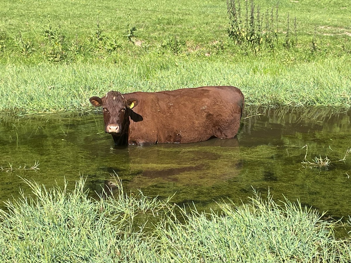 ExeValleyLamb's tweet image. Some one has picked a nice spot to keep cool today. Spot of aqua grazing! #devoncattle #rubyreds #beef #grassfed #nativebreeds #goingforapaddle #devon #exeter #exminster